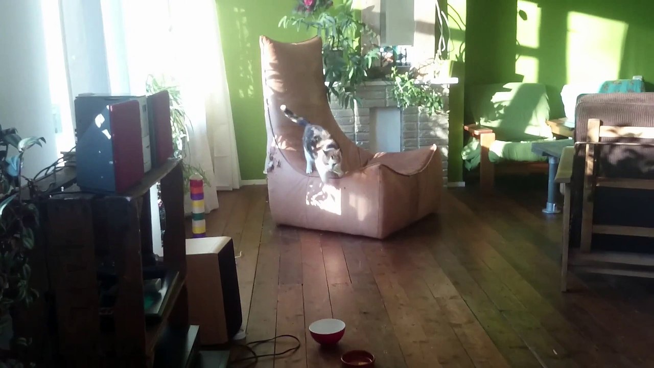 Ce chat joue à "Va chercher" comme un chien... avec un haricot vert!