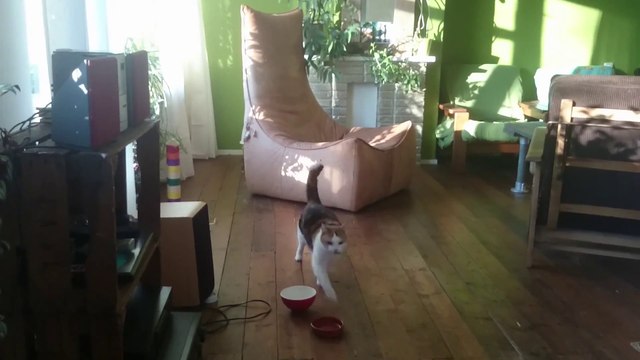 Funny cat playing fetch like a dog... with a bean! Hilarious!