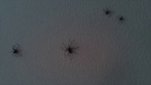 Un appartement envahi d'araignées