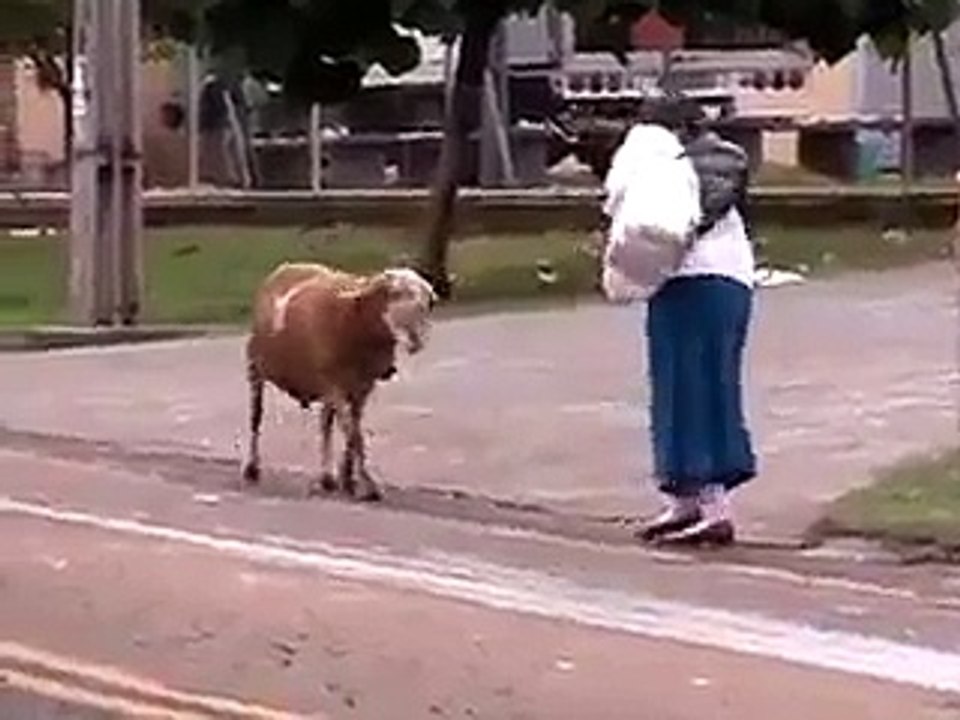 Very Cary Goat - Ha Ha Ha Must watch and Share it