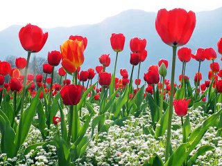 Osman Dündar Güzel Bir İlahi