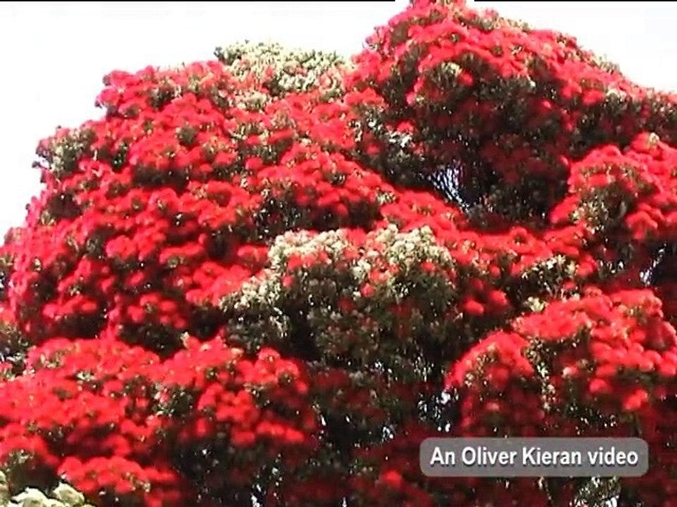New Zealand _ Pohutakawa tree, Akaroa and Otago Albatrosses