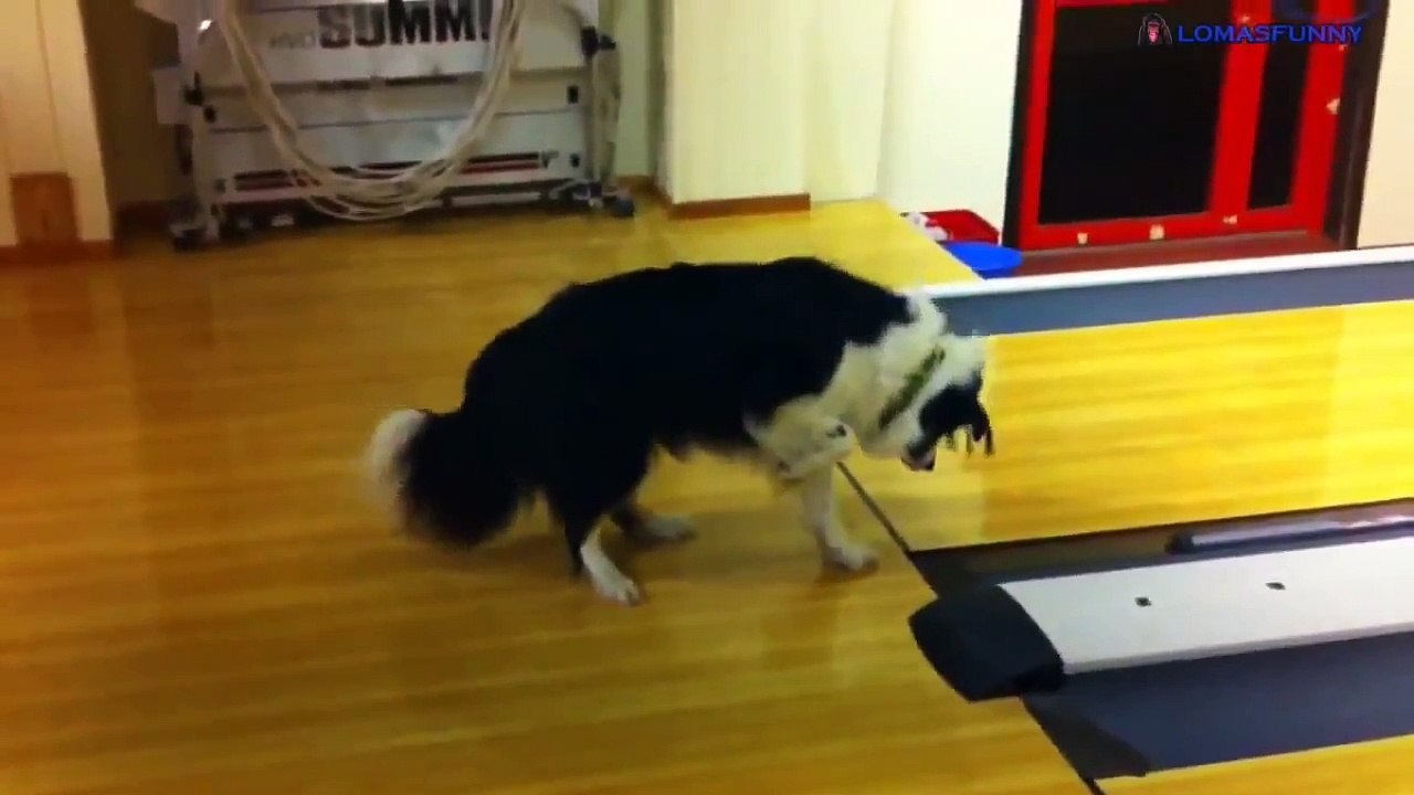 Videos que dan risa los perros mas graciosos de internet   perros que dan risa   Especial animales