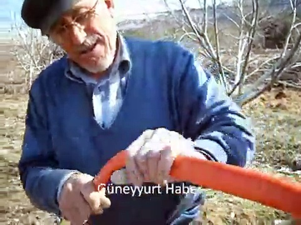 Ceviz de kabuk Aşısı ( Kalem )