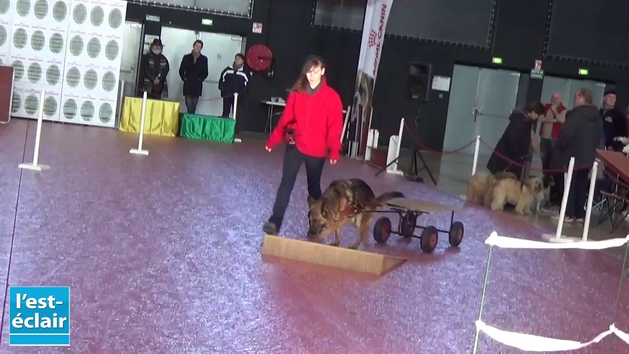 Démonstration d'attelages canins