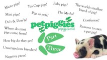 Micro, Mini & Tea Cup Pigs as Pets