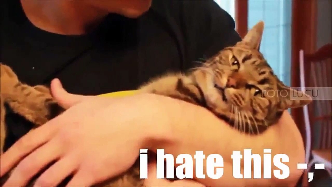 Funny Videos Of Funny Animals Compilation 2015   NEW Funny Animal Vedios 2015