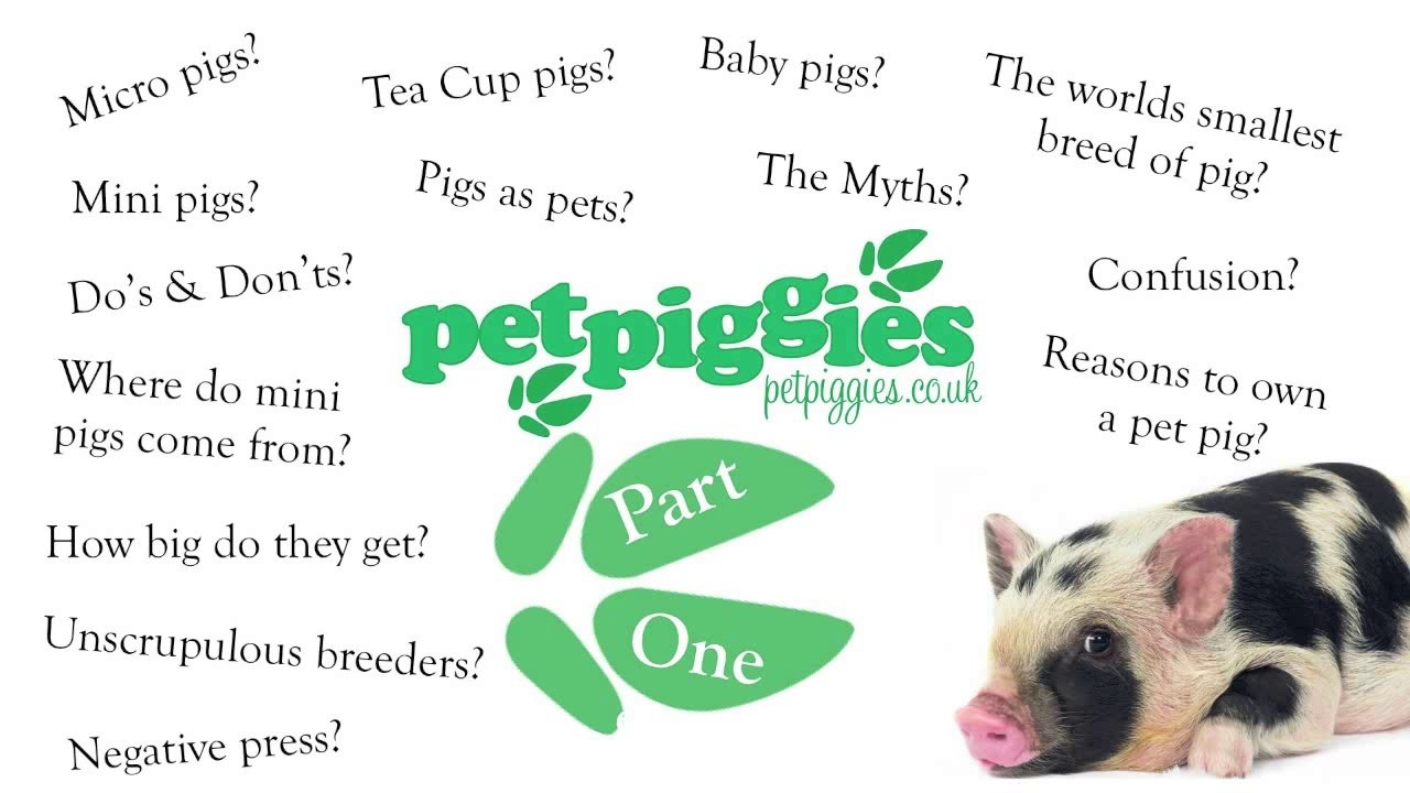 What are Micro, Mini & Tea Cup Pigs?