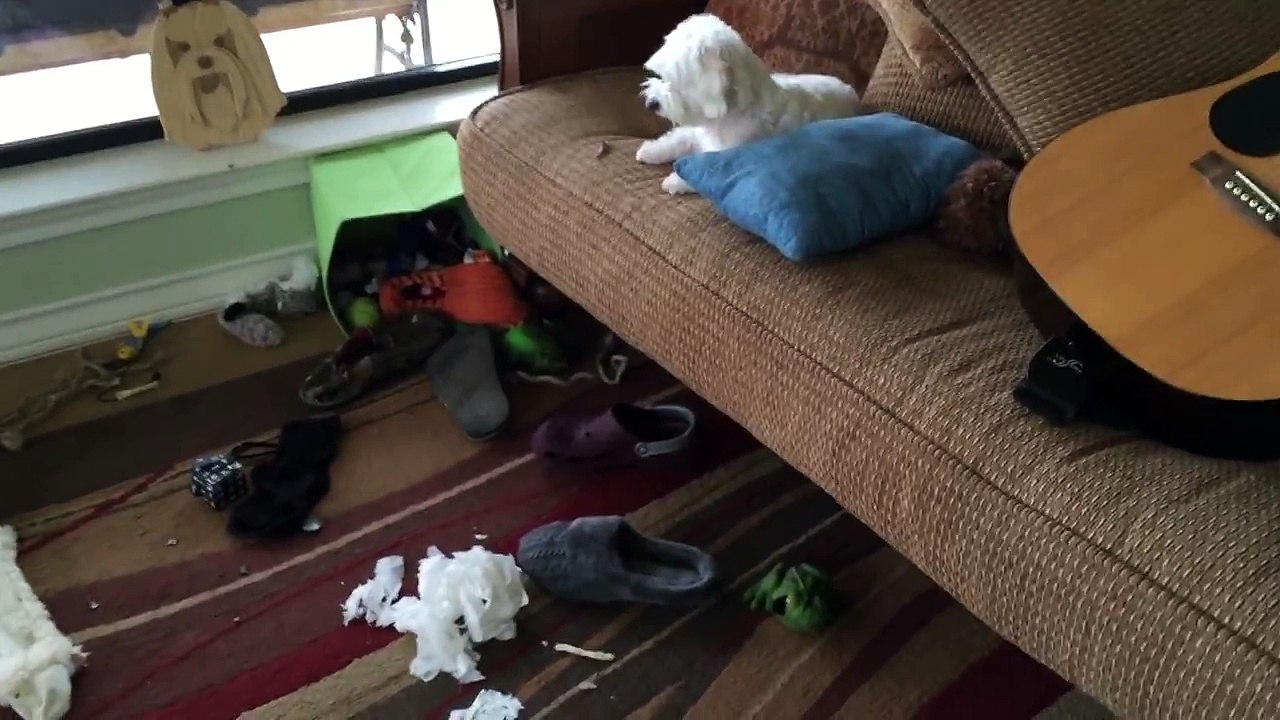 Bad Dog!