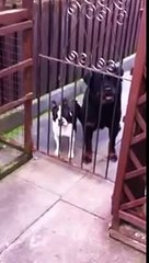 hello says the dog