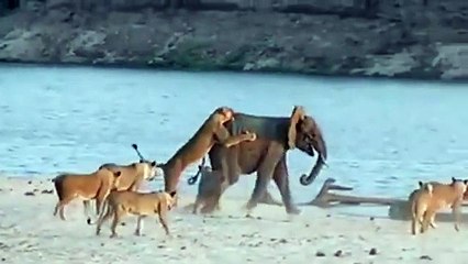 Young elephant VS 14 Lions