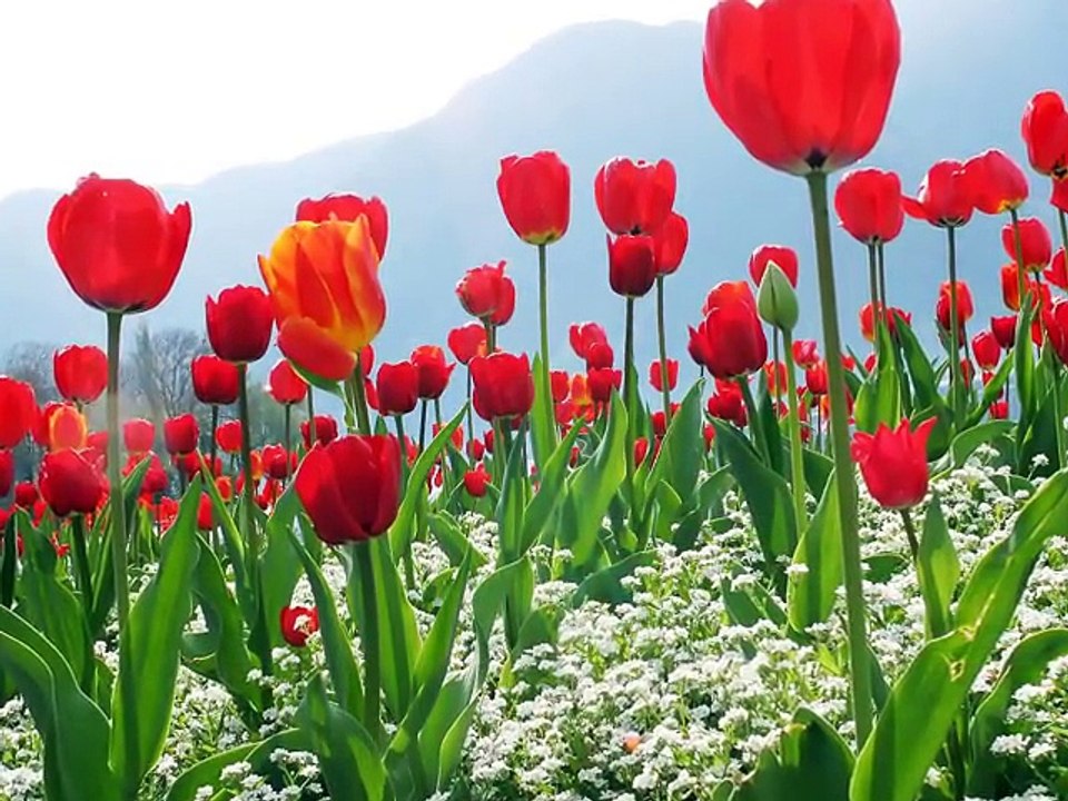 Nihat Hatipoğlu Program Fon İlahi