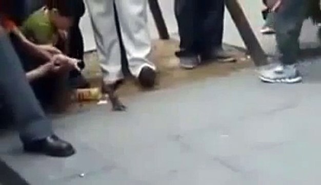 World's Most Amazing Videos Spparows Collecting Dollars to the People