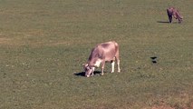 Young Cow Grazing in Switzerland field