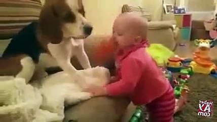 bebek-ve-kopegin-komik-kavgasi