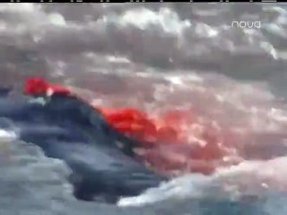 Orcas devorando a Elefante Marino