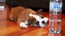 Bulldog Puppy vs Bottle