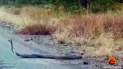 Combat entre 2 serpents Black Mamba