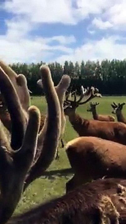 DeerVelvetHappyDeer