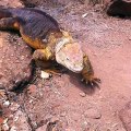 Iguana en las islas galápagos