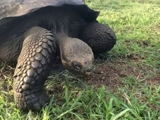 Tortugas en las islas Galapagos
