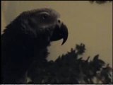 Potty Mouth Parrot