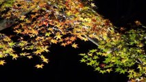 秋の紅葉のライトアップ。神戸森林公園　讃美歌　森の小道　レーナ・マリア