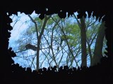 Sur la trace des grands singes menacés, dans la forêt tropicale version musée