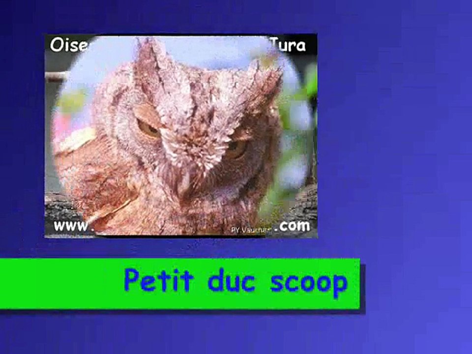 Petit duc scoop N