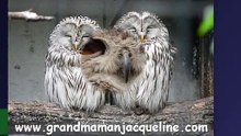 Grand Duc
