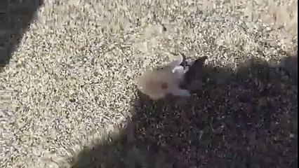 Adorable Baby Octopus On The Beach.