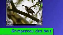 Grimpereau des bois N