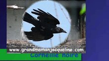 Corneille noire