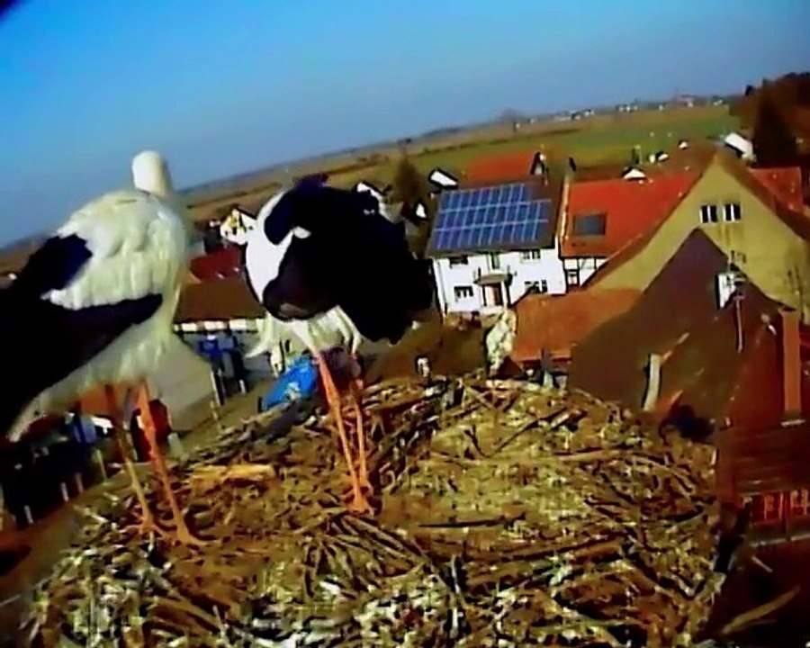 06.02.15  Soins du nid à deux / Nestpflege zu zweit