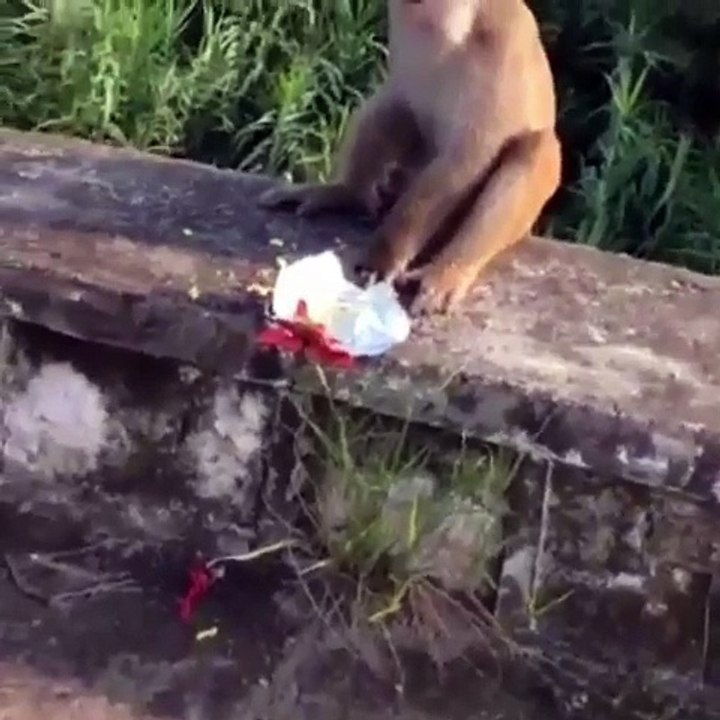 Monkey got trolled(must watch)