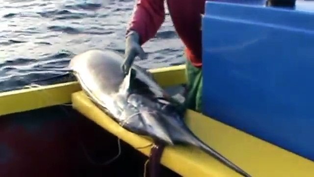 KARAÏB PÊCHE martinique demi journée pêche du 22_06_2012