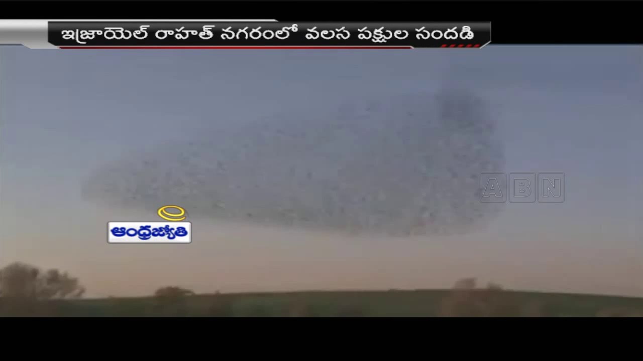 Massive 'murmuration' of starlings in Israel's skies  (8-02-2015)