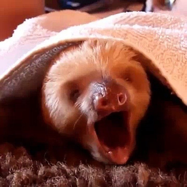 Animal funny