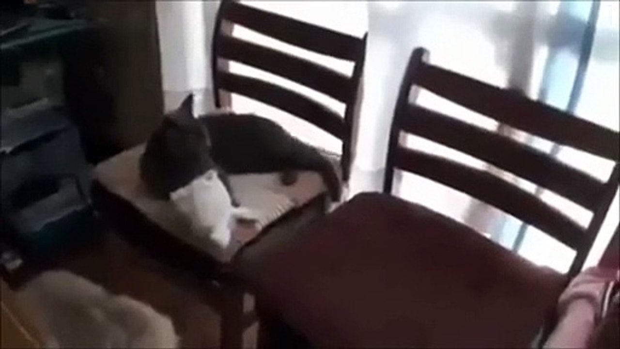 Un chat qui se transforme tout seul en lapin