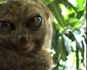 Stunned Lemur eyes  - У лемура глаза лезут на лоб от удевления ! Прикол !