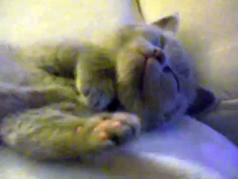Cute & funny dreaming kitty - Милый котенок спит !