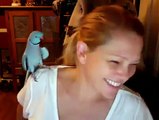 Parrot Kissed The Young Girl Funny Video Clip