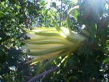 Cereus nocturno-Cactus trepador