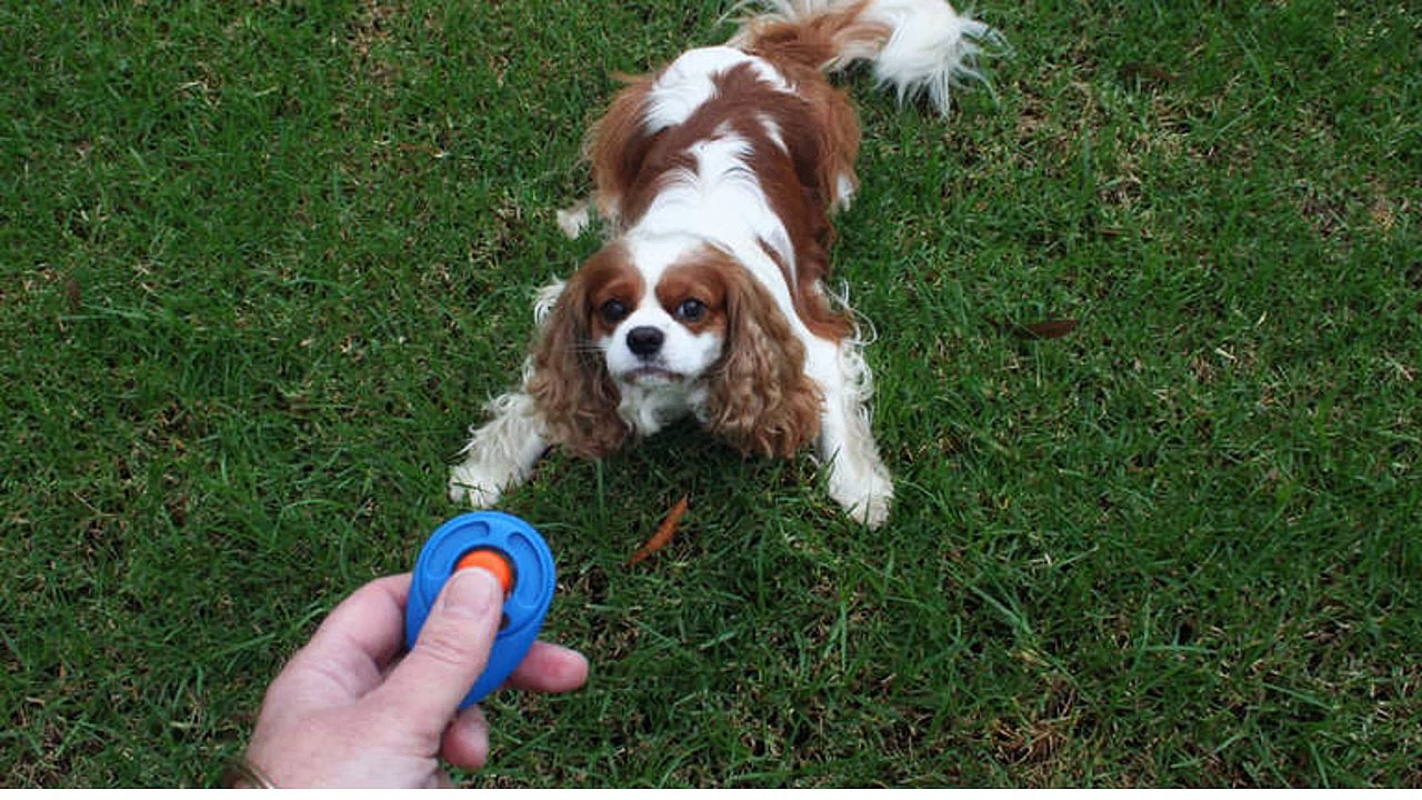 Dog Training for Proper Behavior