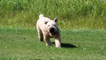 Dog Training Tips - Things I've Learned About Agility Dog Training