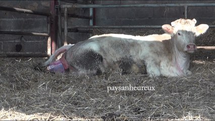Vêlage d'une vache charolaise, sans aide
