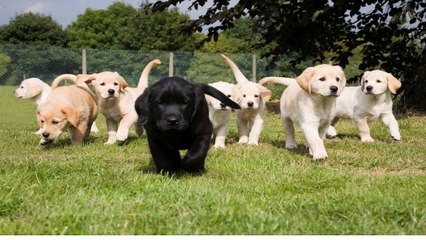 Dog Training Tips that Work