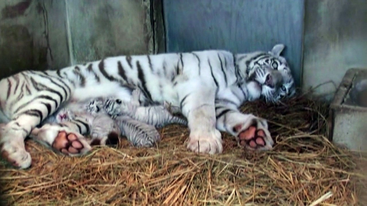 Vier weiße Königstiger verzaubern Japaner