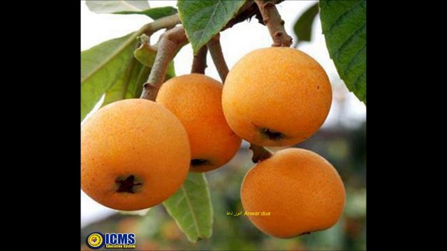 SURAT AL REHMAN BY HANI AR RIFAI