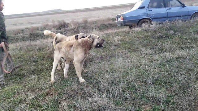 karabaş.....beşer esad